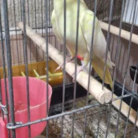 عروس هلندی با جوجه|پرنده|مرند, |دیوار