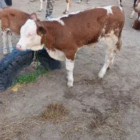 اعلام قیمت میدان دام بندرترکمن و فروش انواع گوساله