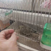 سهره قناری|پرنده|قدس, شهرقدس|دیوار