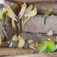 مرغ عشق عروس هلندی و فنچ