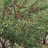 فروش زمینهای کشاورزی و باغ