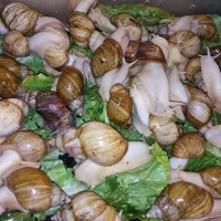 حلزون اچاتینا|خزنده|تهران, فلاح|دیوار