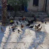 مرغ محلی اصیل و تخم گذار