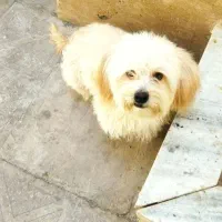 گم شده|سگ|بم, |دیوار