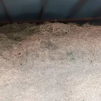 سلام فروش کاه درجه یک|خدمات باغبانی و درختکاری|سیلاخور, |دیوار