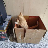 گربه گمشده|گربه|زابل, |دیوار