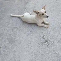 سگ زیبا وقشنگ
