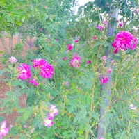 نهال گل محمدی (گلباخی)