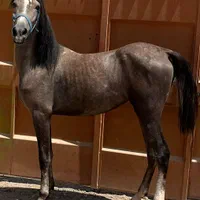 مادیان ۲ ساله نوه کامران
