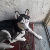 سگ هاسکی چشم یخی