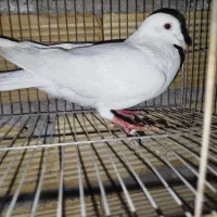 دورگ نر قیمت 600