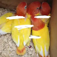 جوجه کایک قفس طوطی کوتوله عروس لوری ملنگوقناری فنچ