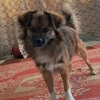 فروش سگ پامر روباهی بامدرک شناسنامه|سگ|نورآباد ممسنی, |دیوار