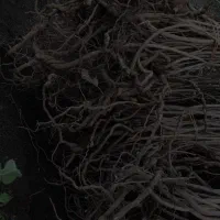 نهالهای سماق وانجیر وگلابی