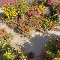 فروش انواع گلهای طبیعی|گل و گیاه طبیعی|بندر گناوه, |دیوار