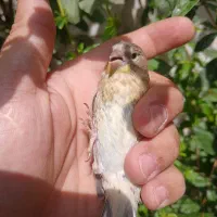 جوجه سهره قناری|پرنده|تهران, بریانک|دیوار