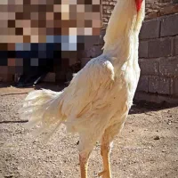 لاری افغان|حیوانات مزرعه|تهران, حکیمیه|دیوار