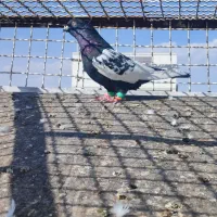 چند عدد کبوتر|پرنده|تربت‌حیدریه, میدان مرکزی|دیوار