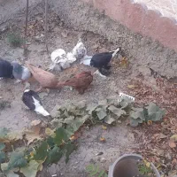 فروش یک لانه کبوتر|پرنده|تبریز, |دیوار