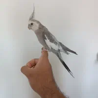 قبولی واگذاری پرندگان