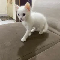 توله گربه پرشین سفید نر و ماده|گربه|اهواز, پردیس دو|دیوار