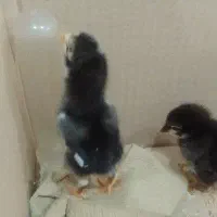 جوجه لاری اصیل