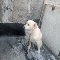 سگ ماده اشپیتز ۲ساله|سگ|وحیدیه, |دیوار