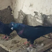 کبوتر سیاه