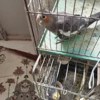 فروش ۴عدد عروس هلندی