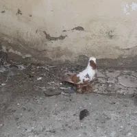 کفتر ککلیی نر