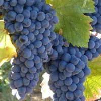 فروش انواع ارقام نهال میوه و خشکبار