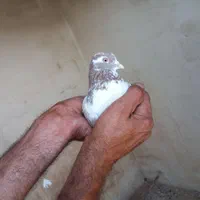 کفتر . نر گرگی|پرنده|اصفهان, ولدان|دیوار