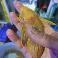 آکواریوم ماهی|ماهی|ارومیه, |دیوار