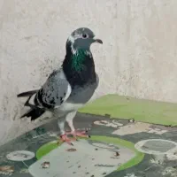 کبوتر