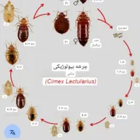 سم پاشی وضدعفونی|خدمات نظافت|نجفآباد, سعدی|دیوار