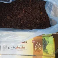 کشمش پلویی خرمایی