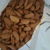 بادام سنگی دیم