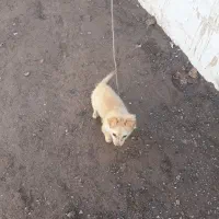 سگ ماده خیلی سگ خوبیست