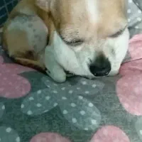 دو عدد سگ پا کوتاه شی وا وا