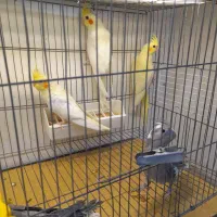 عروس هلندی لوتینو زعفرانی|پرنده|تبریز, |دیوار