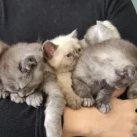 واگذاری هیمالین اسکاتیش