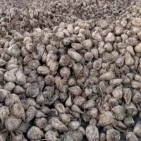 چغندر و تفاله چغندر