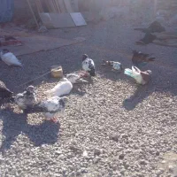 چندجفت کبوتر۰|پرنده|ایرانشهر, |دیوار