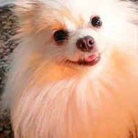 پامرانین ماده ۱/۵ ساله سایز ریز