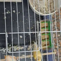 یه جفت قناری سره جوجه سه تا جوجه دارن