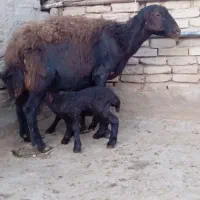 ۹ عدد معاوضه باماشین