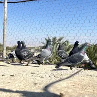 جهت مشورت و راهنمایی