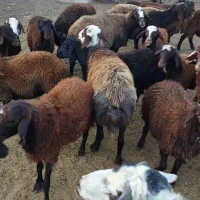 بره نر افشار|حیوانات مزرعه|هشتگرد, هشتگرد قدیم|دیوار