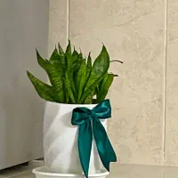 گلدان سانسوریا پاکوتاه