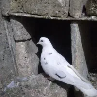 کبوترتهرانی ماده|پرنده|آشخانه, |دیوار